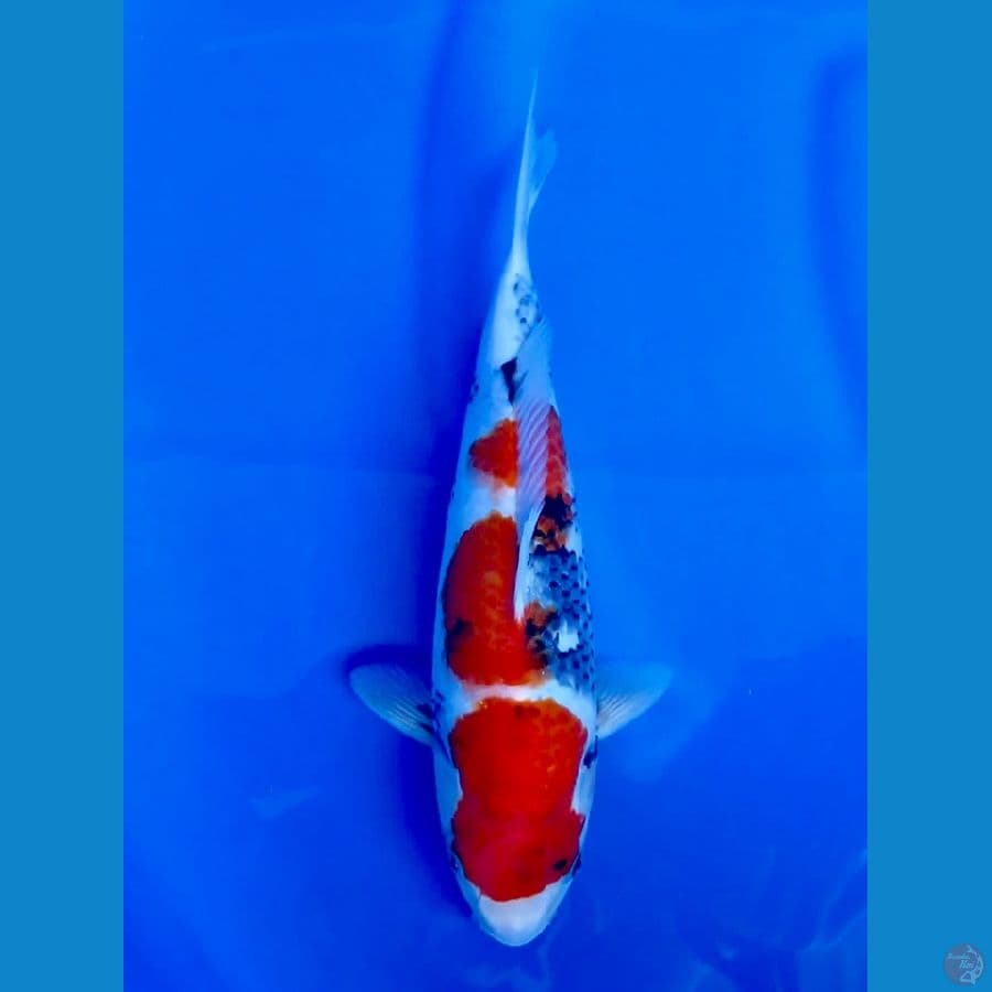 31cm , Showa Tategoi