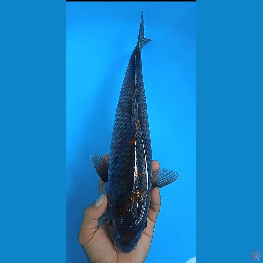 uchiba size : 37 cm 