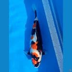 NOZOMI 02. Showa Sanshoku 45cm / Shemale