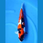 NOZOMI 03. Showa Pure Doitsu 46cm / Male