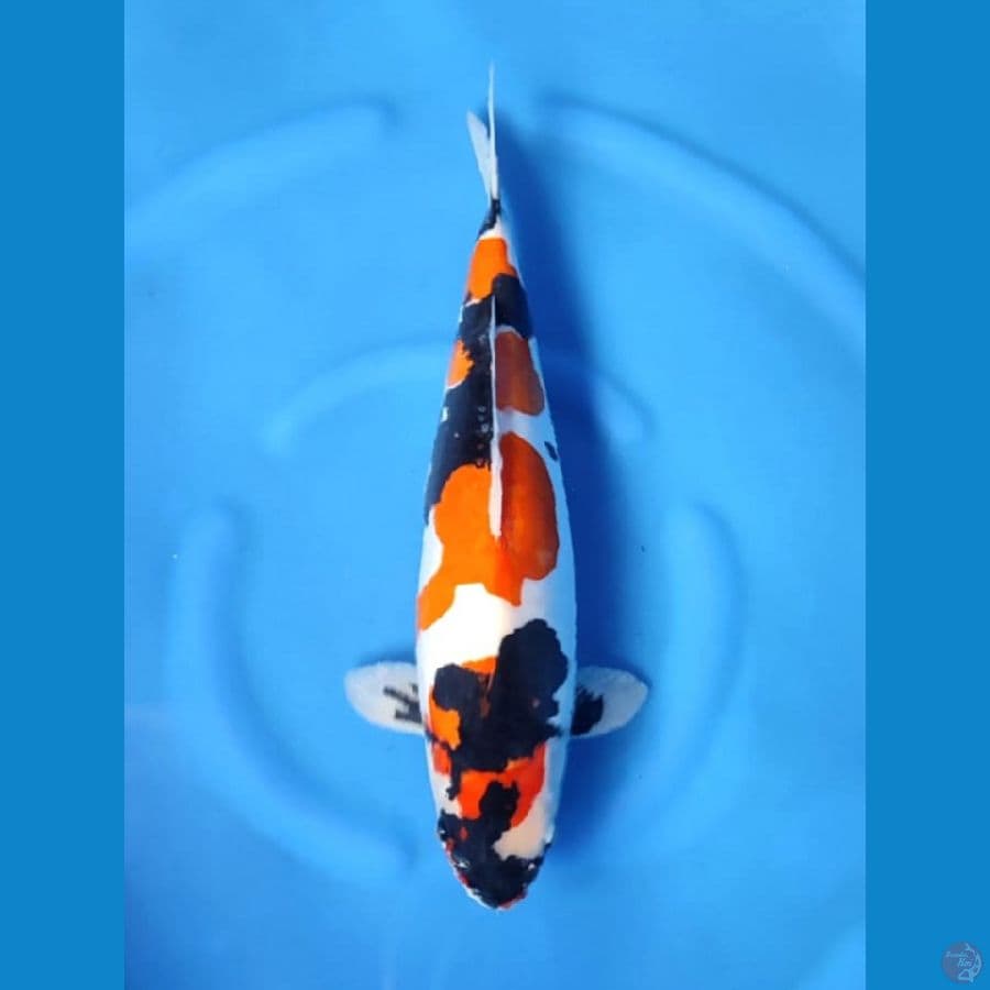 NOZOMI 04. Showa Pure Doitsu 50cm / Female