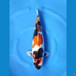 NOZOMI 04. Showa Pure Doitsu 50cm / Female