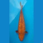 NOZOMI 05. Caramel Ginrin 35cm / Male