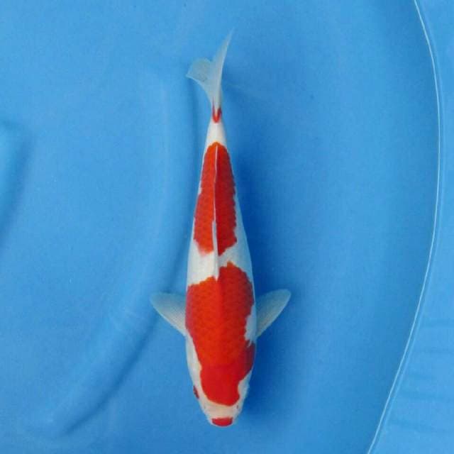 CK-KOHAKU F1 KUCIBENI GOOD SKIN