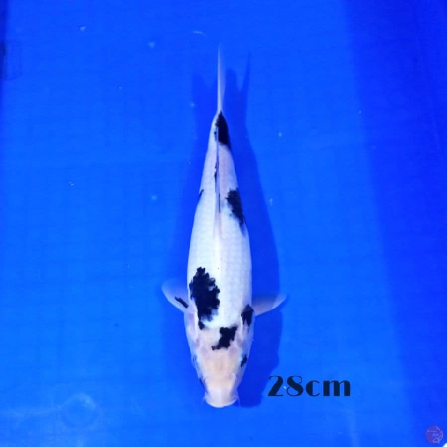 Shiro 28cm