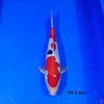 Showa 30cm