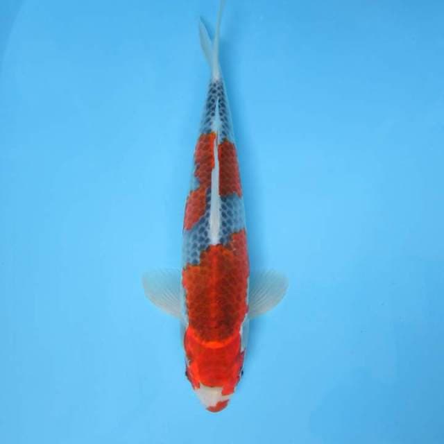 AZUMA B ~ GOSHIKI KUCIBENI