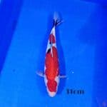 Showa 31cm 