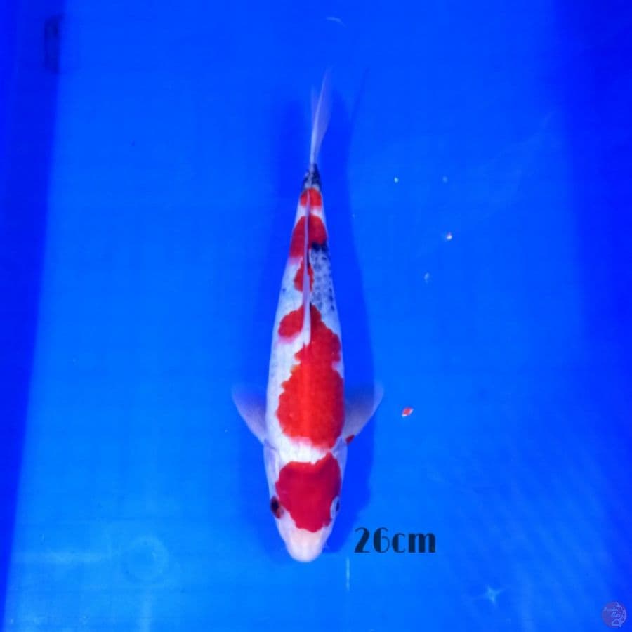 Showa 26cm