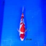 Showa 26cm
