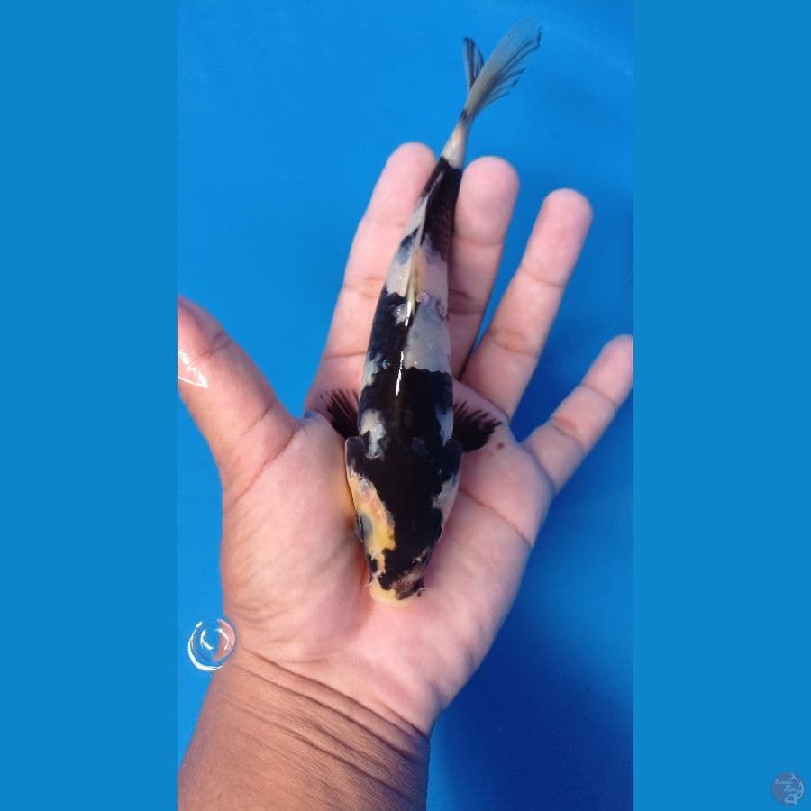SHIRO18CM