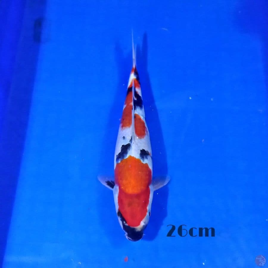 Showa 26cm