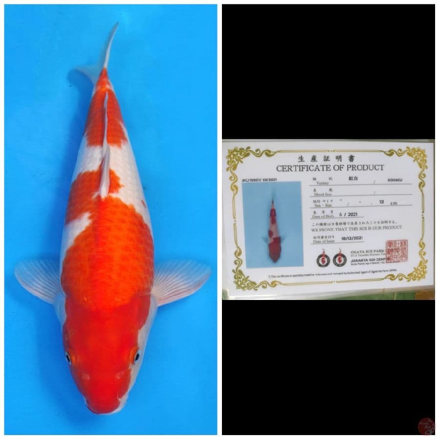 Ogata Kohaku