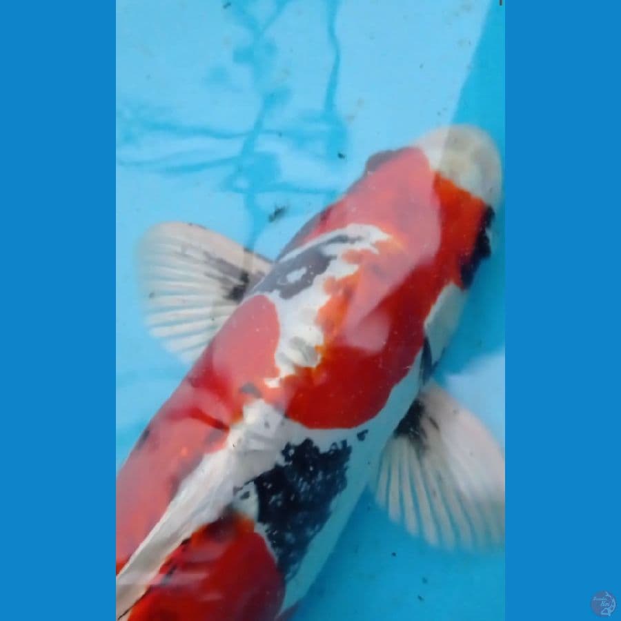 Beni Kiko Jantan 47 cm