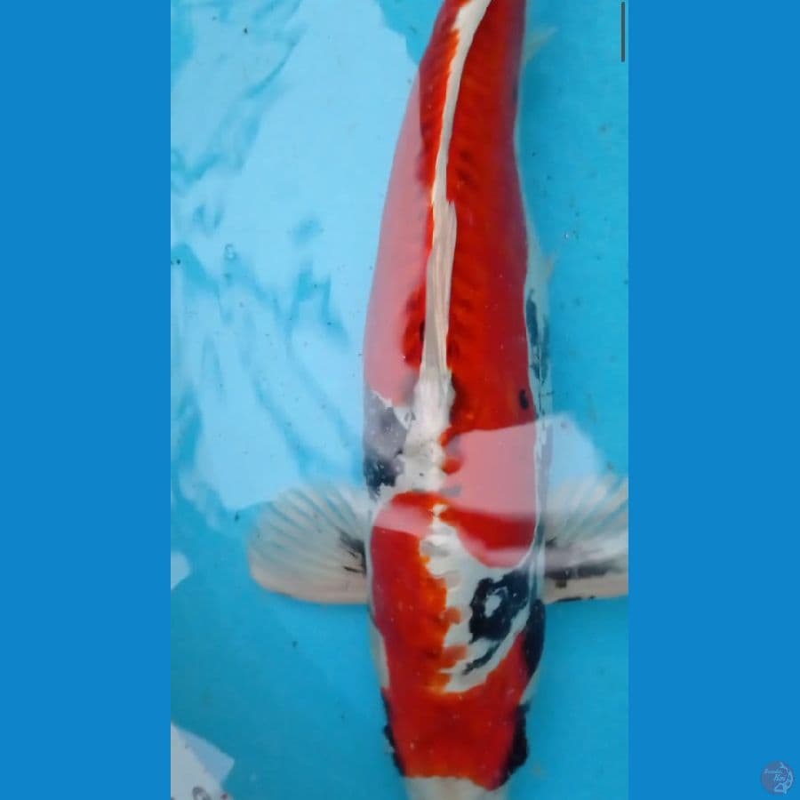Beni Kiko Jantan 47 cm