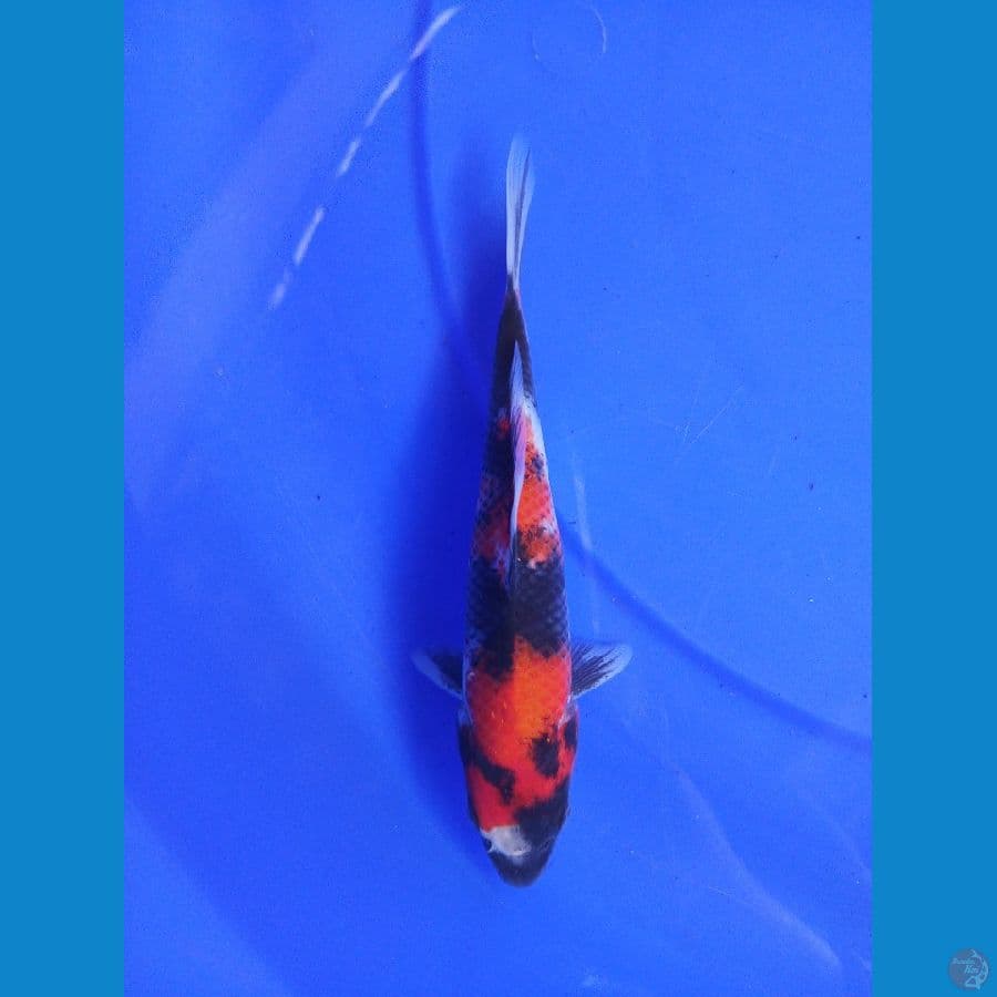 showa 20 cm