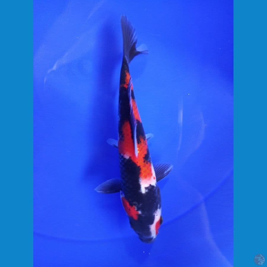 showa setrong 22cm