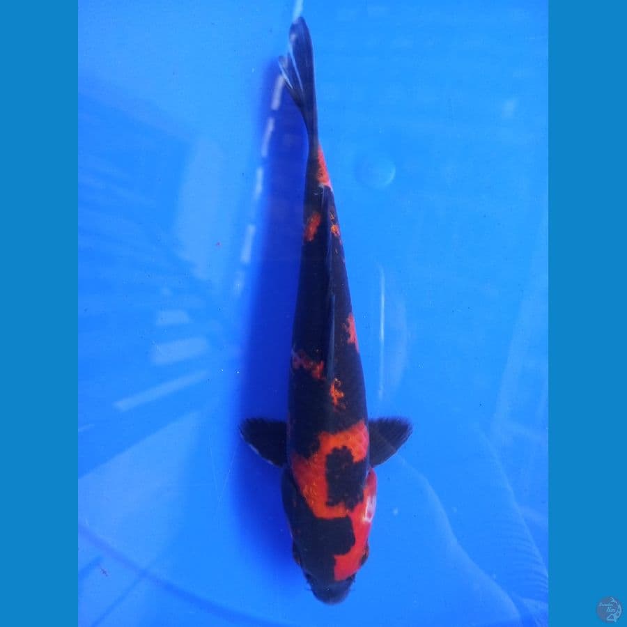 showa halus 22cm