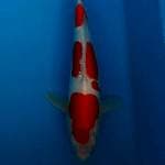 Kohaku doit 31cm