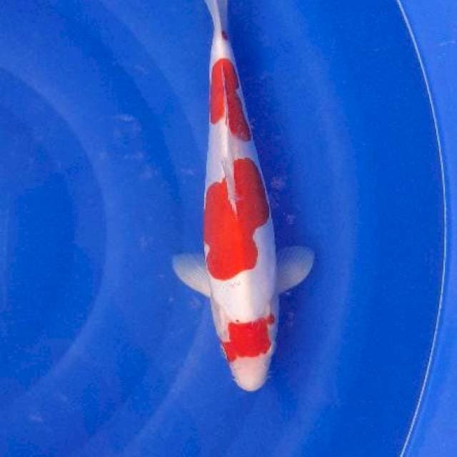 Kohaku doitsu 32cm