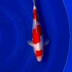 Kohaku doitsu 32cm