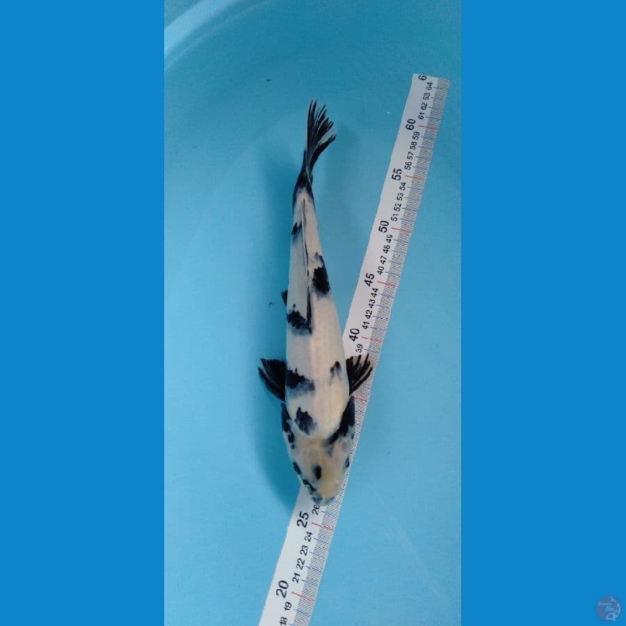 Shiro tategoi 33cm