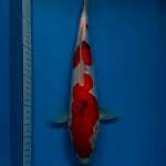 Doitsu sanke 33cm