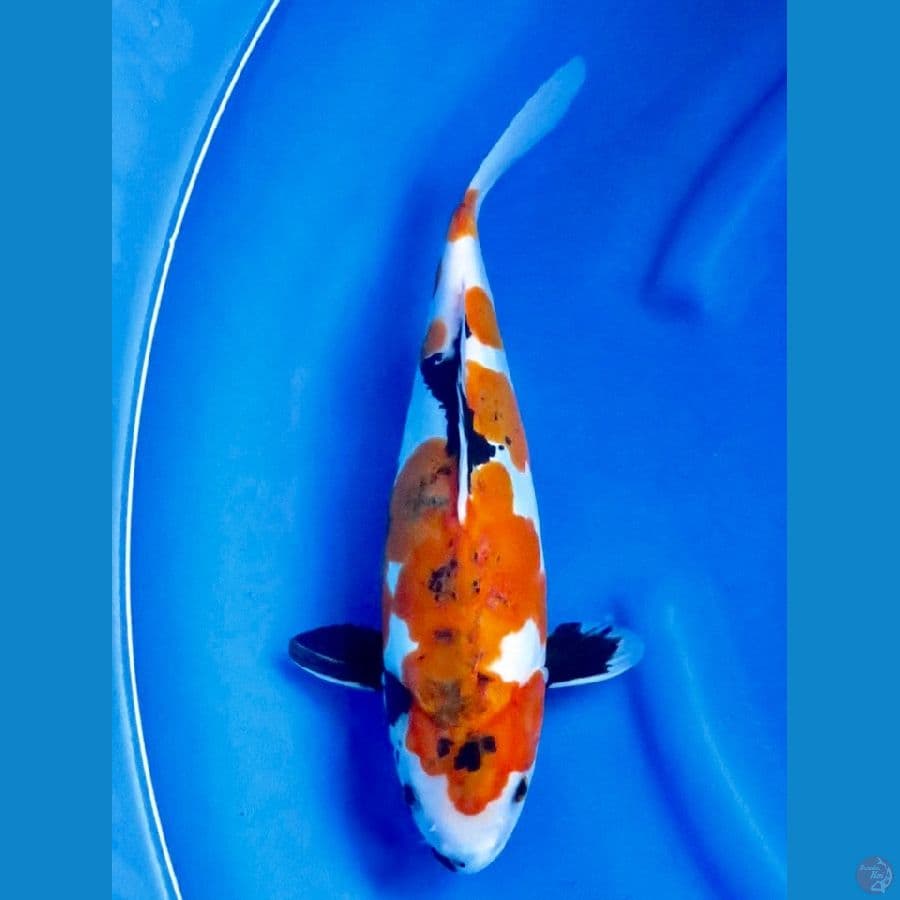 33cm , Koromo Doitsu Showa