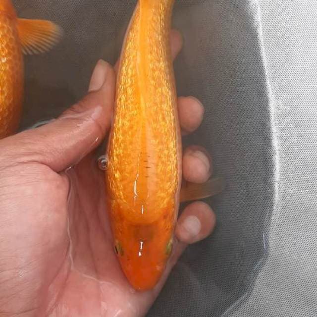 KARAMEL 20cm