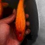KARAMEL 20cm