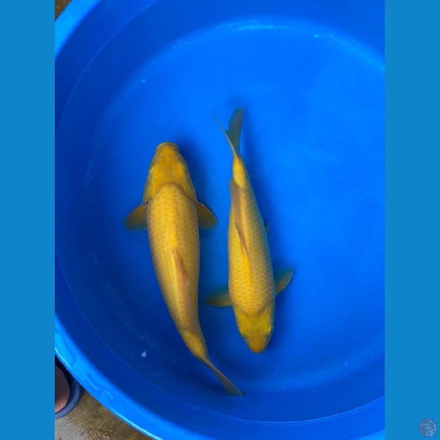 karasi corn kapal selam by madina aziz munuk unta