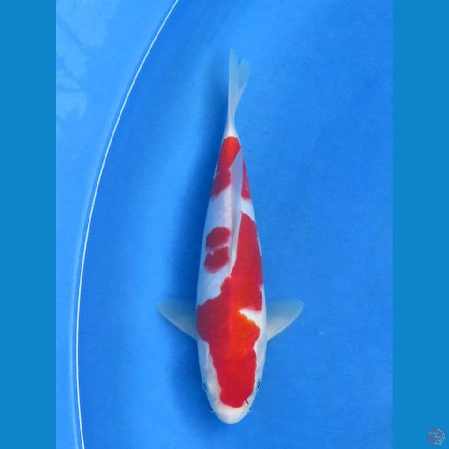 Red Kohaku , 25cm