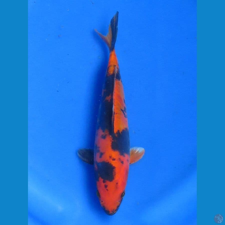 Doitsu Murni Utsuri , 19cm