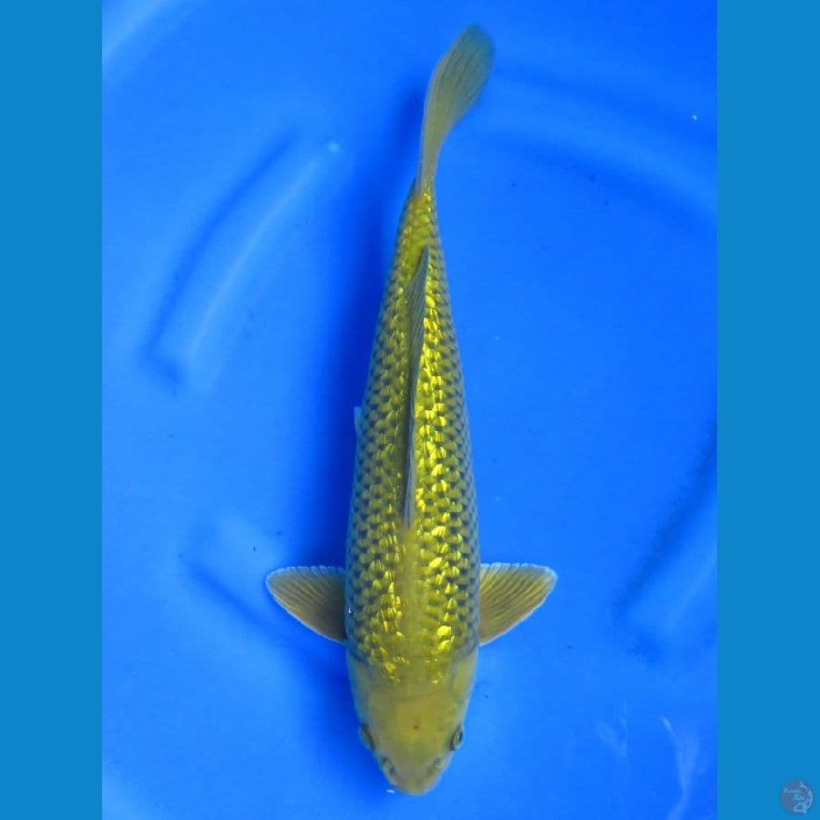 Male Midori , 35cm