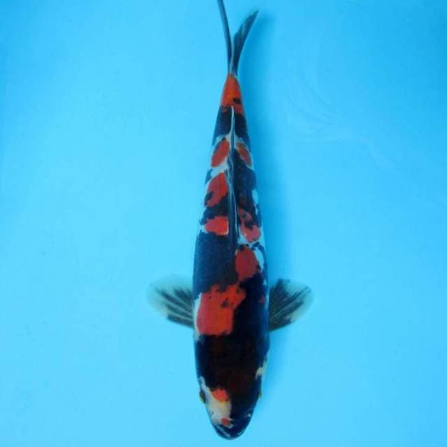 AZUMA H ~ JET BLACK SHOWA DOITSU,-