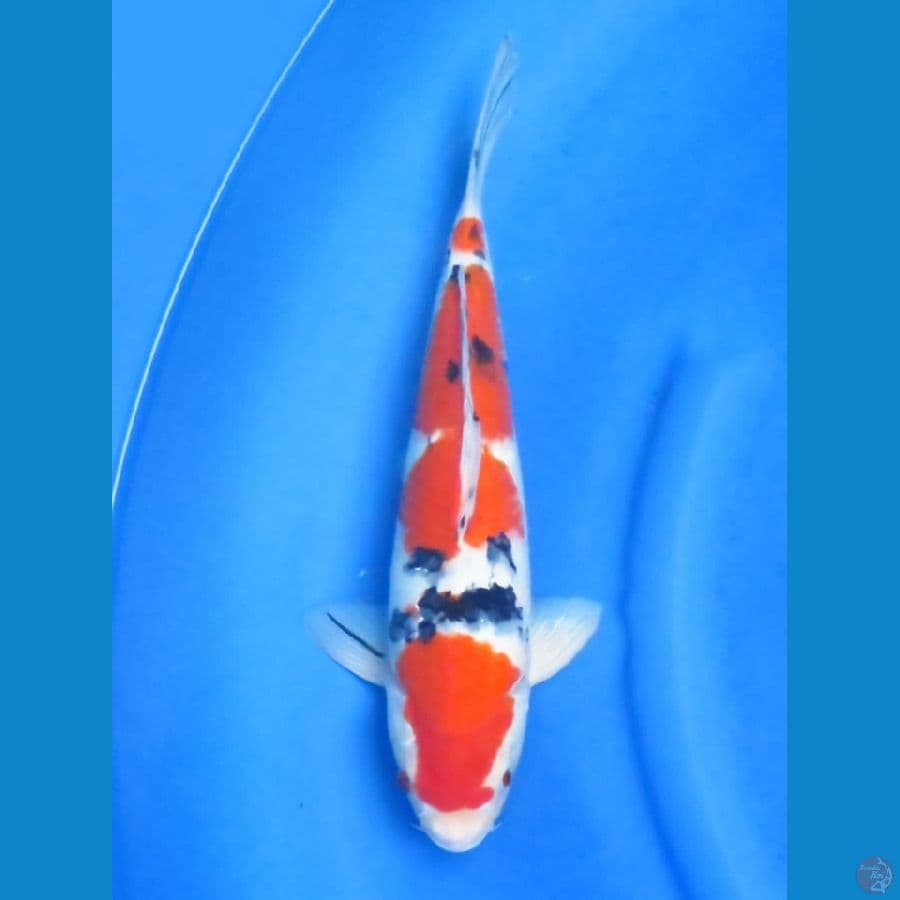 sanke 35cm 