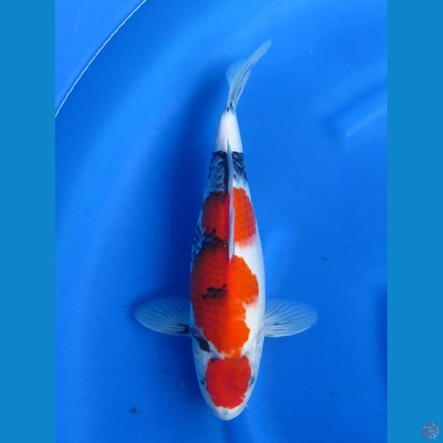 showa tategoi 36cm