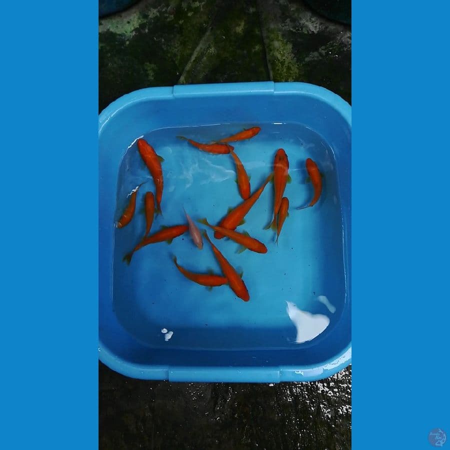 10-18cm