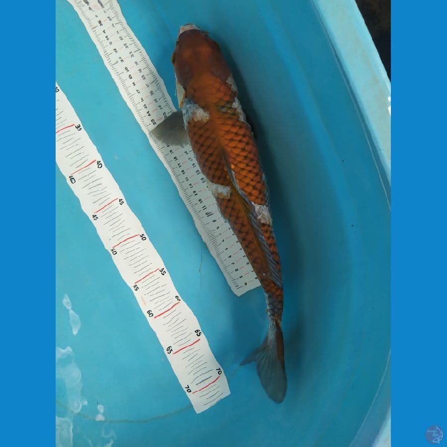 ochiba cet basah 43cm