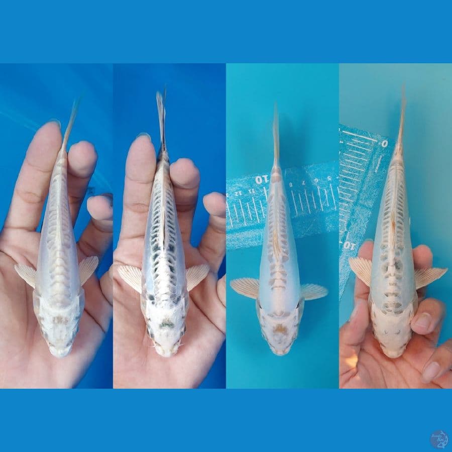 15-24cm