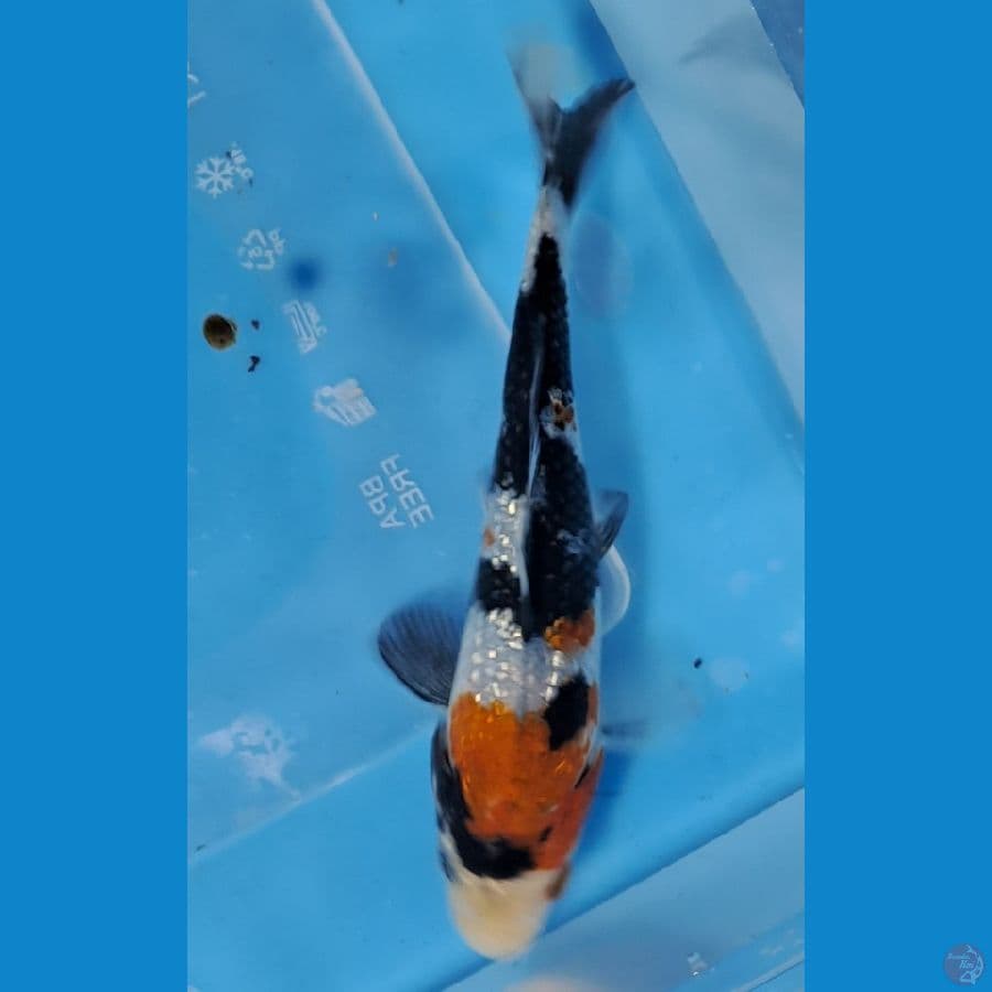 showa ginrin 12cm