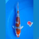 show quality  38 cm 