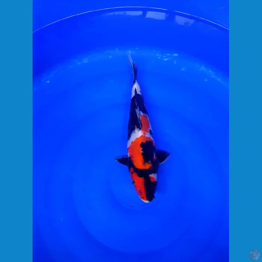 Showa male 32cm super strong original 
