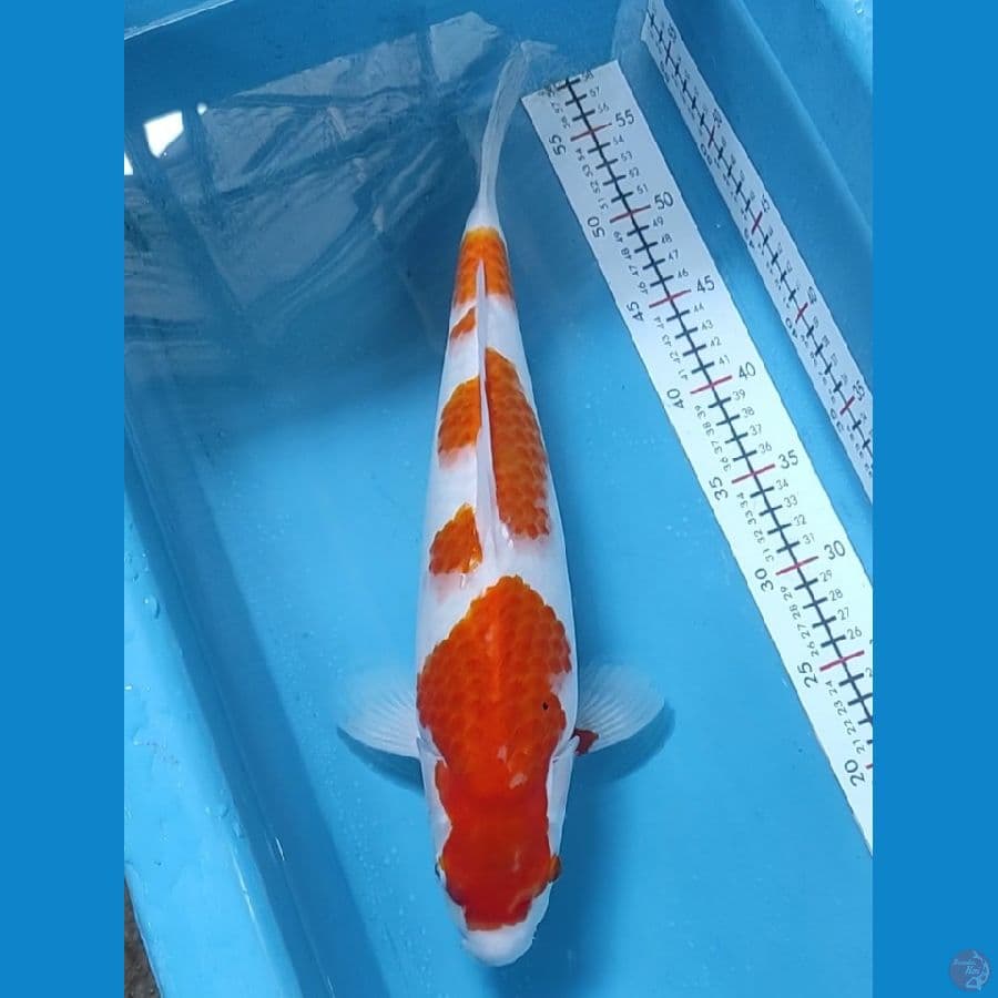 kohaku 42cm