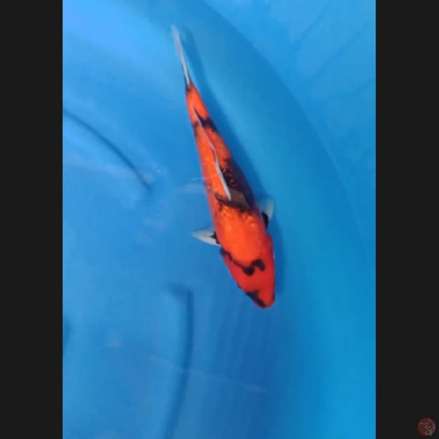 ( 36CM ) HISHOWA GINRIN - FEMALE 