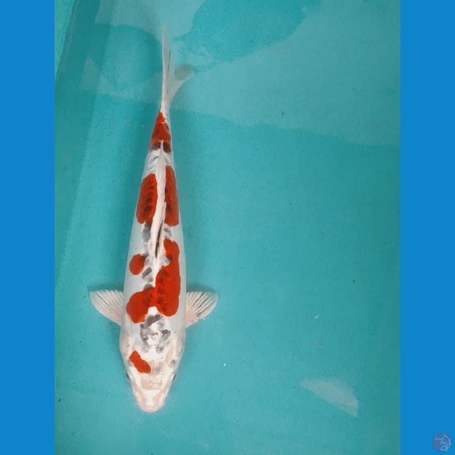 KUJAKU DOITSU 30CM FM