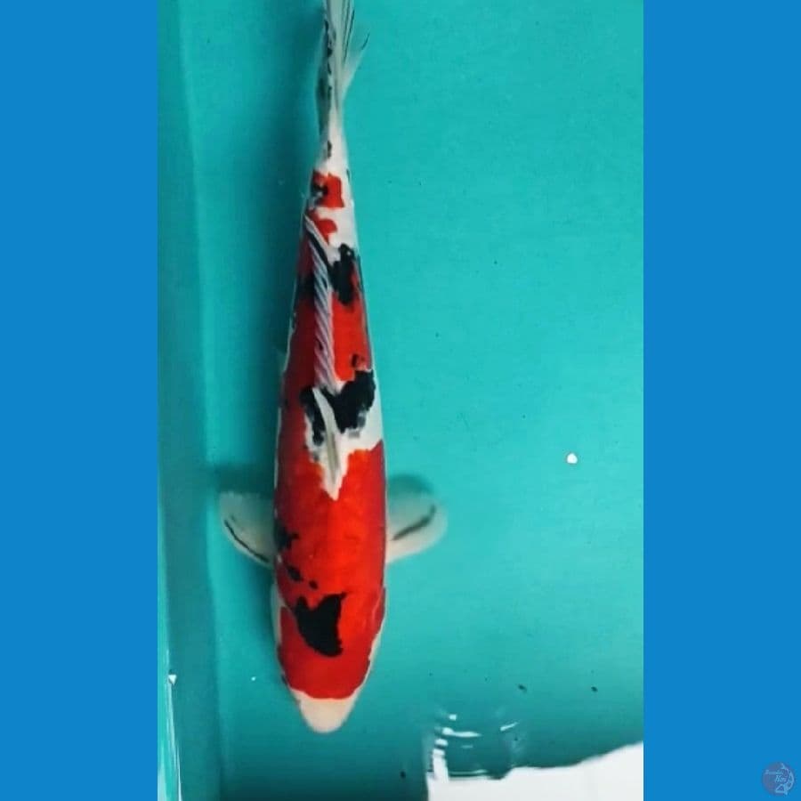 SANKE DOIT MANTAB 34CM MALE