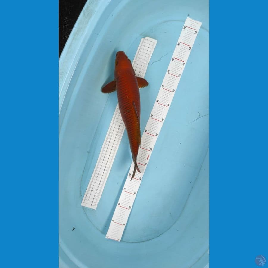 40cm chagoi merah bat