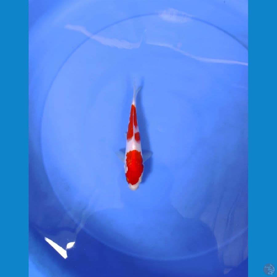 18cm