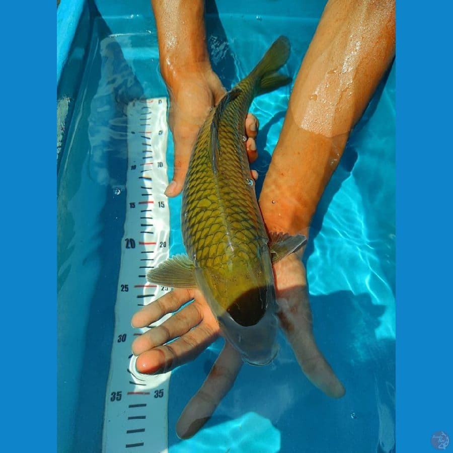 cagoi  show quality 38 cm